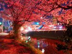 昼の桜も華やかで綺麗だけど、夜の桜は妖艶な雰囲気があって好き。