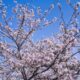 4月3日(月)～4月9日(日)の予約状況のお知らせ